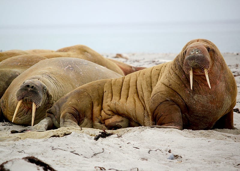 5 Clever Uses of the Walrus Operator (:=) in Python You Didn’t Know!