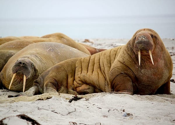 5 Clever Uses of the Walrus Operator (:=) in Python You Didn’t Know!